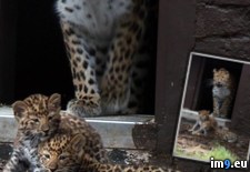Tags: amur, atherstone, big, born, cats, cubs, earth, leopard, pair, rarest, twycross, warwi, zoo (Pict. in My r/PICS favs)