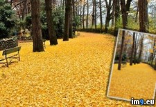 Tags: fallen, leaves (Pict. in My r/PICS favs)