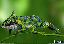 Tags: chameleon, painted, two, women (Pict. in My r/PICS favs)