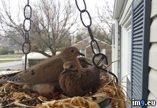 Tags: door, dove, finally, front, great, nest, picture, year (Pict. in My r/PICS favs)