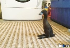 Tags: duck, likes, sit (Pict. in My r/PICS favs)