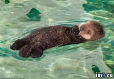 Tags: all, aquarium, bay, day, fluffy, guy, monterey, pool, spent, tide, visit (Pict. in My r/PICS favs)