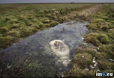 Tags: bog, died, exposed, leaving, rotted, sheep, spine, top (Pict. in My r/PICS favs)