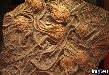 Tags: amazing, arms, crinoids, display, fossilized, plate, remains, showing, socialis, uintacrinus (Pict. in My r/PICS favs)