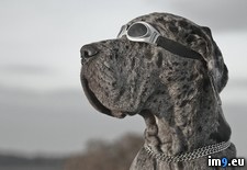 Tags: jake, love, majestic (Pict. in My r/PICS favs)