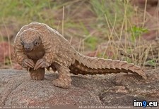 Tags: african, alive, big, claws, diggi, front, pangolin, primarily, walk (Pict. in My r/PICS favs)