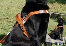 Tags: dog, proudest (Pict. in My r/PICS favs)
