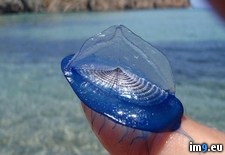 Tags: floating, free, genus, hydrozoan, small, species, velella (Pict. in My r/PICS favs)