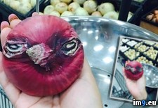 Tags: angry, bird, onion (Pict. in My r/PICS favs)