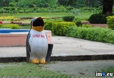 Tags: penguin, terrible (Pict. in My r/PICS favs)