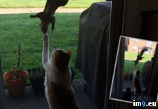 Tags: cats, messing, squirrel (Pict. in My r/PICS favs)