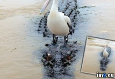 Tags: are, ducklings, not (Pict. in My r/PICS favs)
