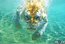 Tags: tiger, underwater (Pict. in My r/PICS favs)