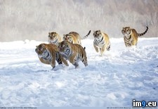 Tags: awesome, tigers (Pict. in My r/PICS favs)