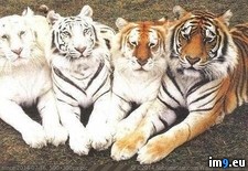 Tags: shades, tigers (Pict. in My r/PICS favs)
