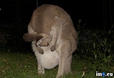 Tags: drain, fell, joey, kangaroo, mum, rescued, reunited (Pict. in My r/PICS favs)