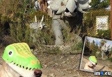 Tags: dog (Pict. in My r/PICS favs)