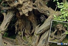 Tags: sculpture, tree (Pict. in My r/PICS favs)