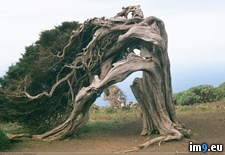 Tags: shaped, strong, tree, was, winds (Pict. in My r/PICS favs)