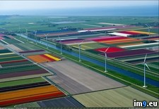 Tags: fields, holland, tulip (Pict. in My r/PICS favs)