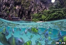 Tags: island, life, poda, thailand, underwater (Pict. in My r/PICS favs)