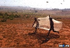 Tags: car, driving, flying, hoard, locust, madagascar, stopped, suddenly, walked (Pict. in My r/PICS favs)