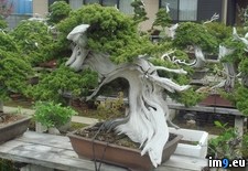 Tags: bonsai, old, year (Pict. in My r/PICS favs)