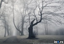 Tags: fog, lies (Pict. in My r/PICS favs)