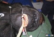 Tags: assist, cardiac, chance, college, gorilla, had, silverback, size, veterinary, was, work (Pict. in My r/PICS favs)