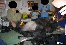 Tags: assist, cardiac, chance, college, gorilla, had, silverback, size, veterinary, was, work (Pict. in My r/PICS favs)
