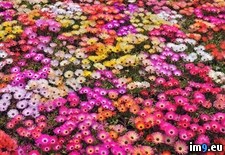 Tags: daisies, honshu, japan, pink, red (Pict. in Beautiful photos and wallpapers)