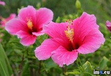 Tags: hawaii, hibiscus, pink (Pict. in Beautiful photos and wallpapers)