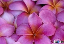 Tags: flowers, hawaii, maui, pink, plumeria (Pict. in Beautiful photos and wallpapers)