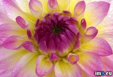 Tags: dahlia, pink, white, yellow (Pict. in Beautiful photos and wallpapers)