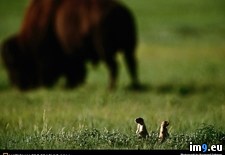 Tags: dogs, plains, prairie (Pict. in National Geographic Photo Of The Day 2001-2009)