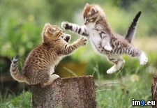 Tags: kittens, playful (Pict. in Beautiful photos and wallpapers)