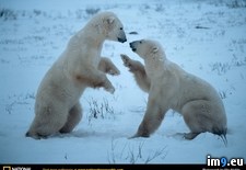 Tags: bears, playful, polar (Pict. in National Geographic Photo Of The Day 2001-2009)