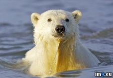 Tags: alaska, barter, bear, island, polar (Pict. in Beautiful photos and wallpapers)