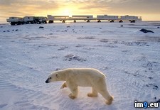 Tags: bear, polar, strut (Pict. in National Geographic Photo Of The Day 2001-2009)