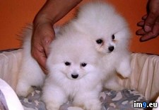 Tags: pomeranian, puppies (Pict. in Cute Puppies)