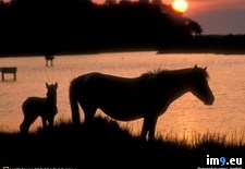 Tags: nuzzle, pony (Pict. in National Geographic Photo Of The Day 2001-2009)