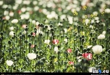 Tags: blooms, poppy (Pict. in National Geographic Photo Of The Day 2001-2009)