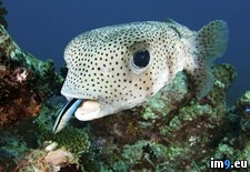 Tags: bluestreak, cleaned, cleaner, porcupine, pufferfish, wrasse (Pict. in Beautiful photos and wallpapers)