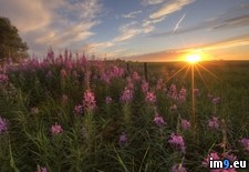 Tags: alberta, prairie, sunset, wildflowers (Pict. in Beautiful photos and wallpapers)