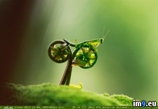 Tags: captured, ferns, ico, mantis, praying, riding, sprouting, tustel, two (Pict. in Rehost)
