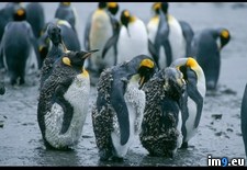 Tags: penguins, preening (Pict. in National Geographic Photo Of The Day 2001-2009)