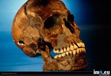 Tags: clark, prehistoric, skull (Pict. in National Geographic Photo Of The Day 2001-2009)