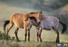 Tags: foal, horse, mare, mongolia, przewalski (Pict. in Beautiful photos and wallpapers)