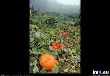 Tags: patch, pumpkin (Pict. in National Geographic Photo Of The Day 2001-2009)