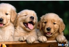 Tags: golden, puppies, retriever, wallpaper (Pict. in Cute Puppies)
